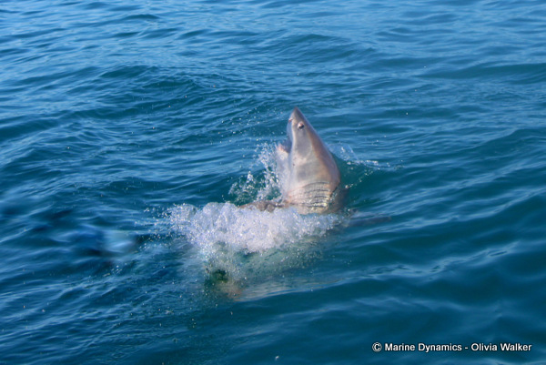 Great White shark, shark cage diving, South Africa